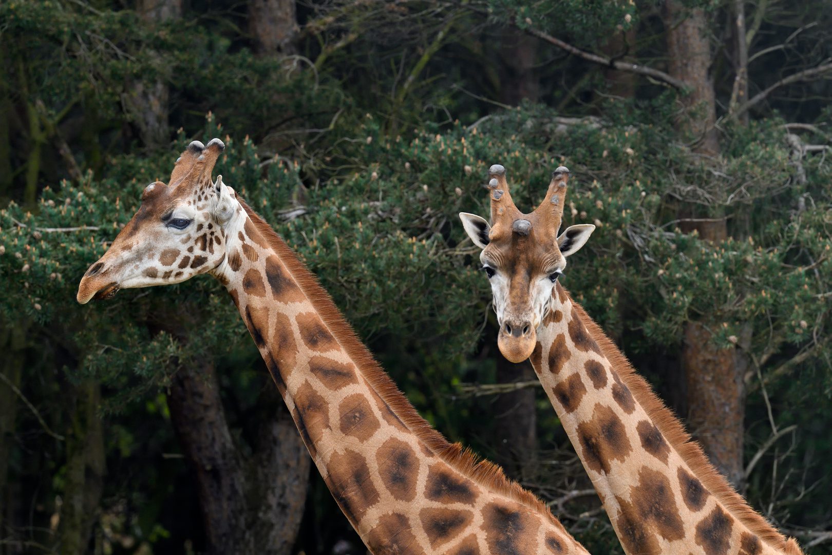 Giraffe3 1