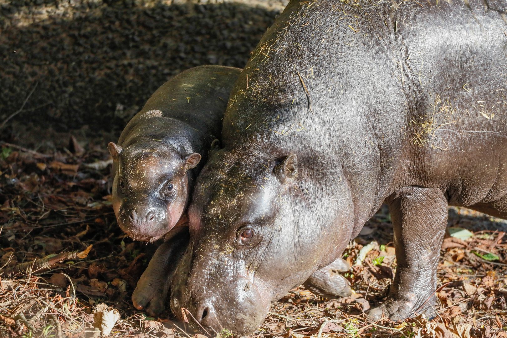 Hippo1