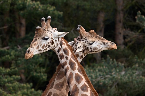 Giraffe1